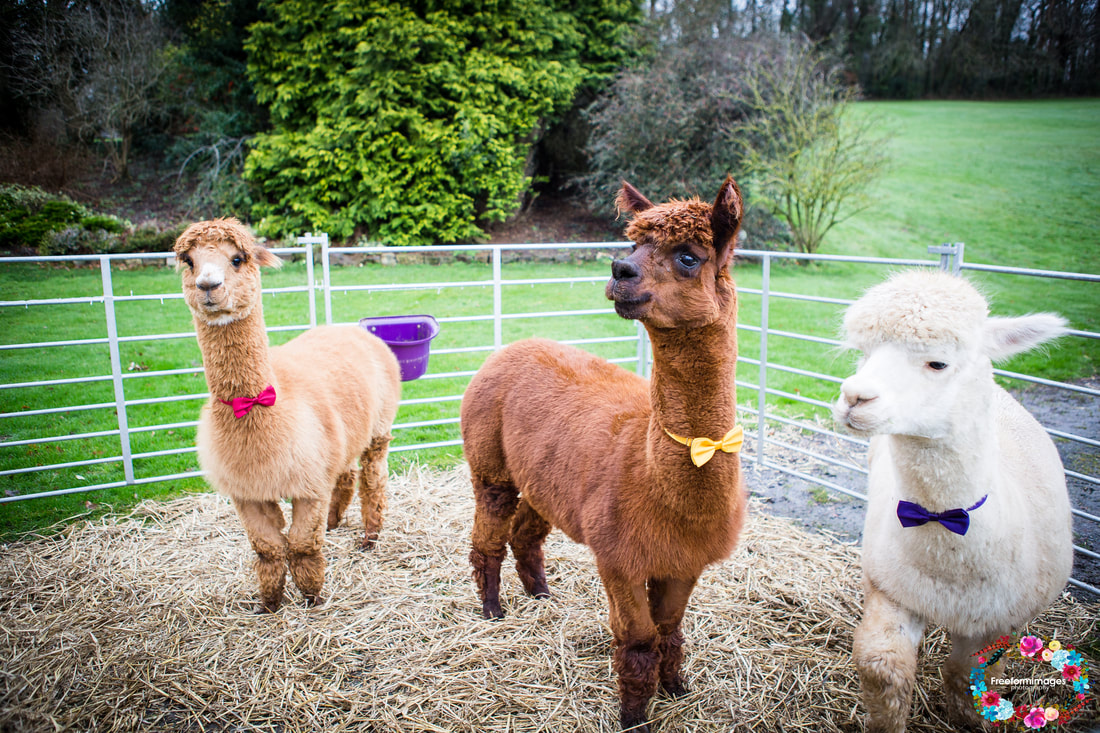 Alpacas with bow ties for your wedding day from Cadenza alpacas